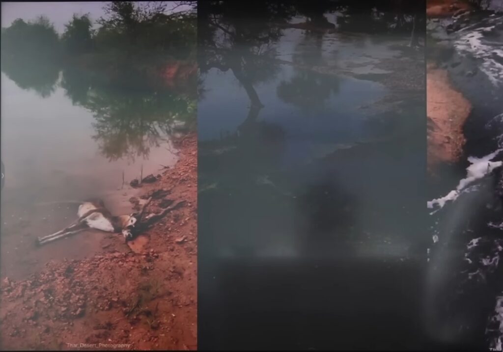 Jojari Nadi Rajasthan